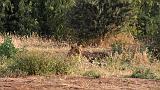 TANZANIA - Lake Manyara National Park - 51